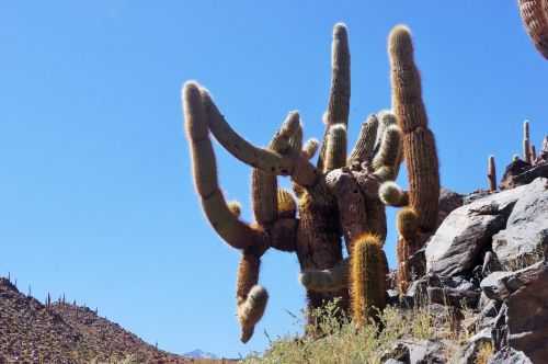 TREKKING NEL DESERTO DI ATACAMA 2015